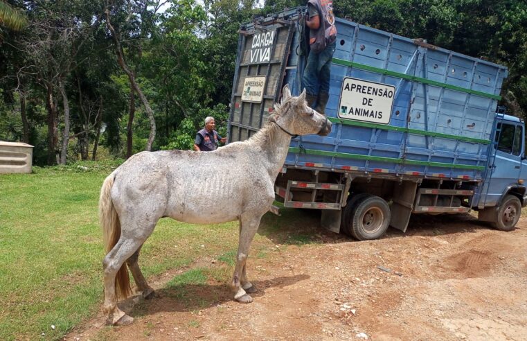 Cavalo resgatado pela COPBEA é enviado para curral de apreensão em Seropédica