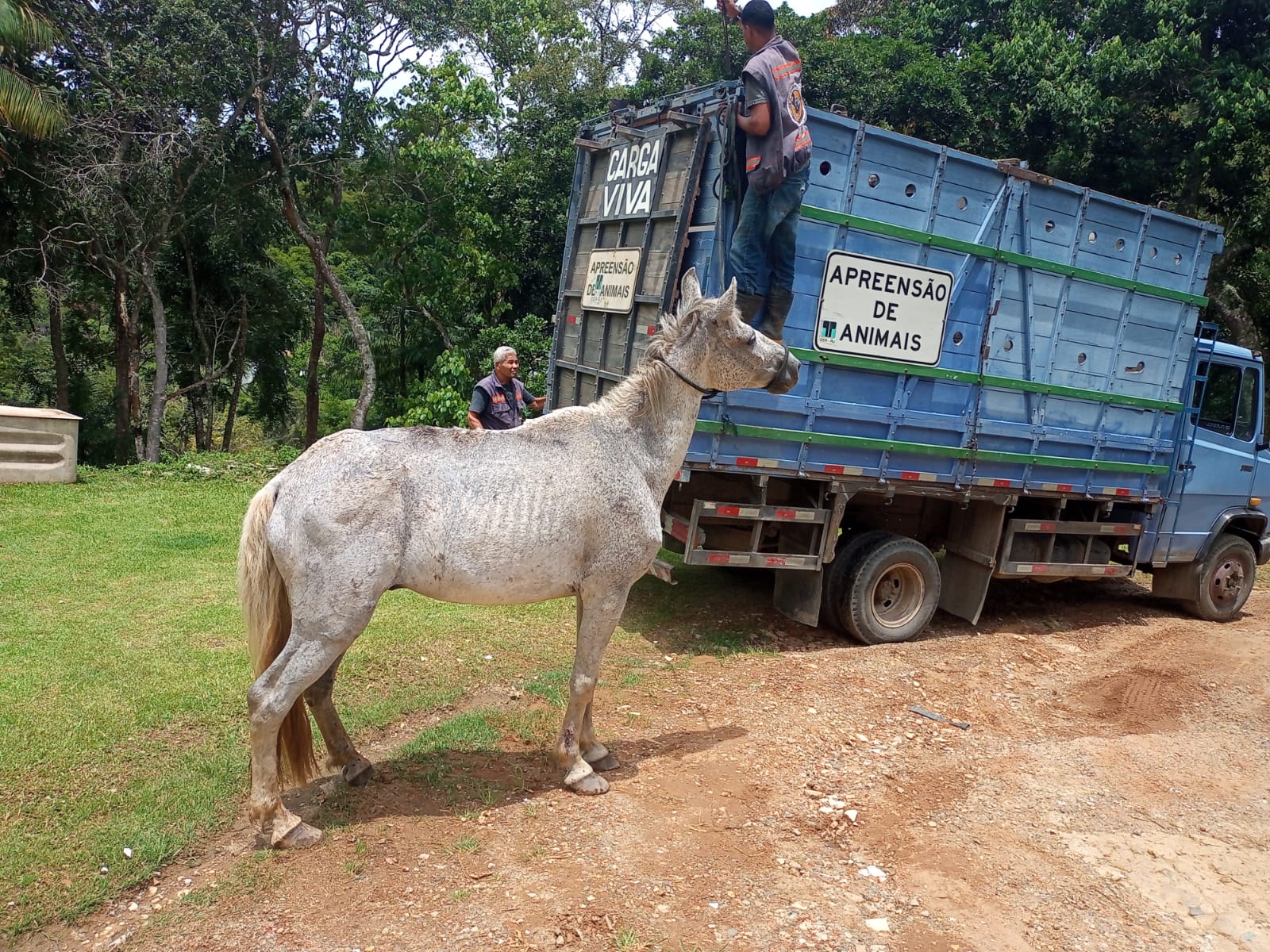 Cavalo resgatado pela COPBEA é enviado para curral de apreensão em Seropédica