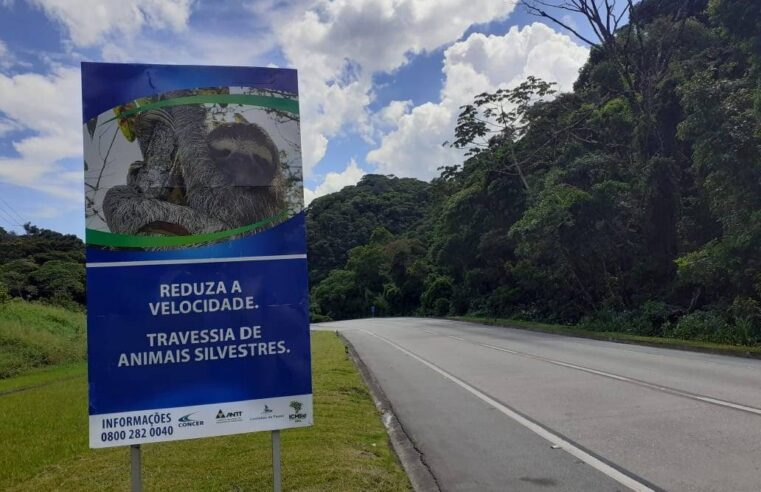 Concer divulga que em 2022, 113 animais foram resgatados na BR-040