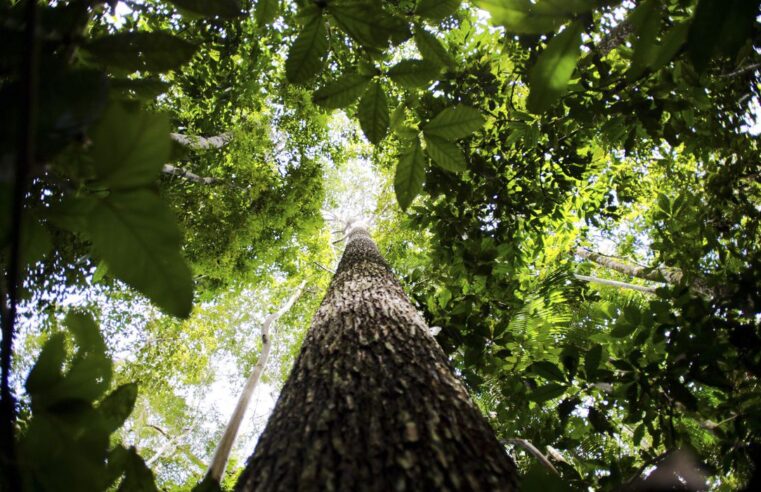Amazônia Legal: 167 quilômetros quadrados foram desmatados em janeiro