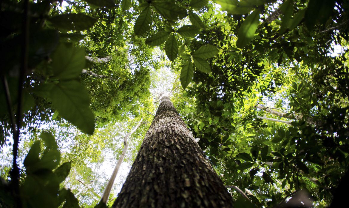 Amazônia Legal: 167 quilômetros quadrados foram desmatados em janeiro