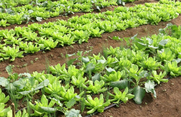Brasil terá programa nacional para produção de alimentos saudáveis