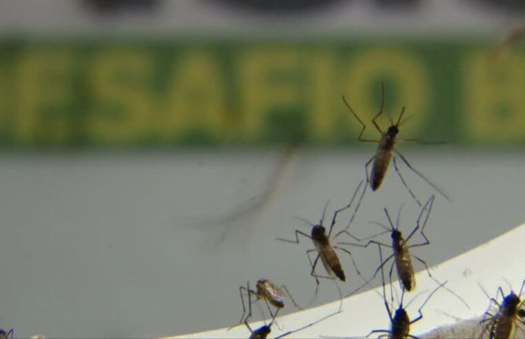 Estado do Rio tem aumento do número de casos de dengue