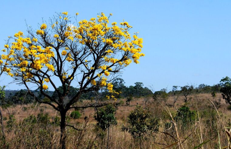 Instituto Cerrados pretende criar Liga das Savanas em âmbito mundial