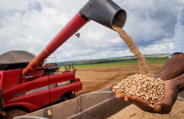 Aumento da temperatura vai afetar a produção de feijão no Brasil