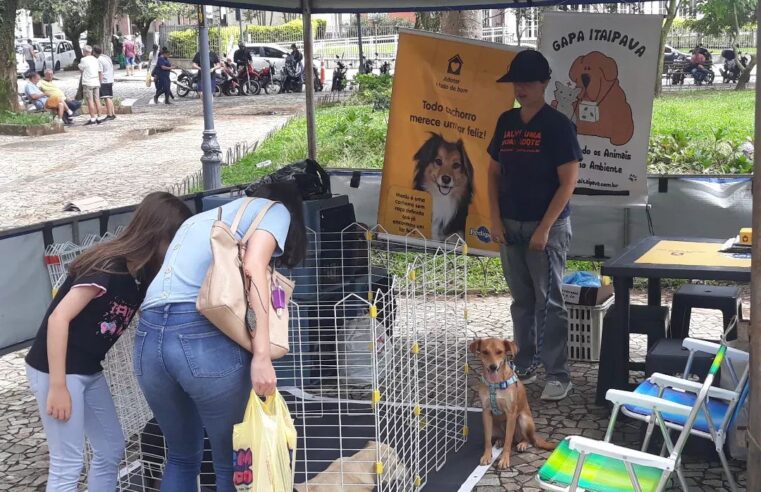 Grupo promove feira de adoção de Cães em Petrópolis.