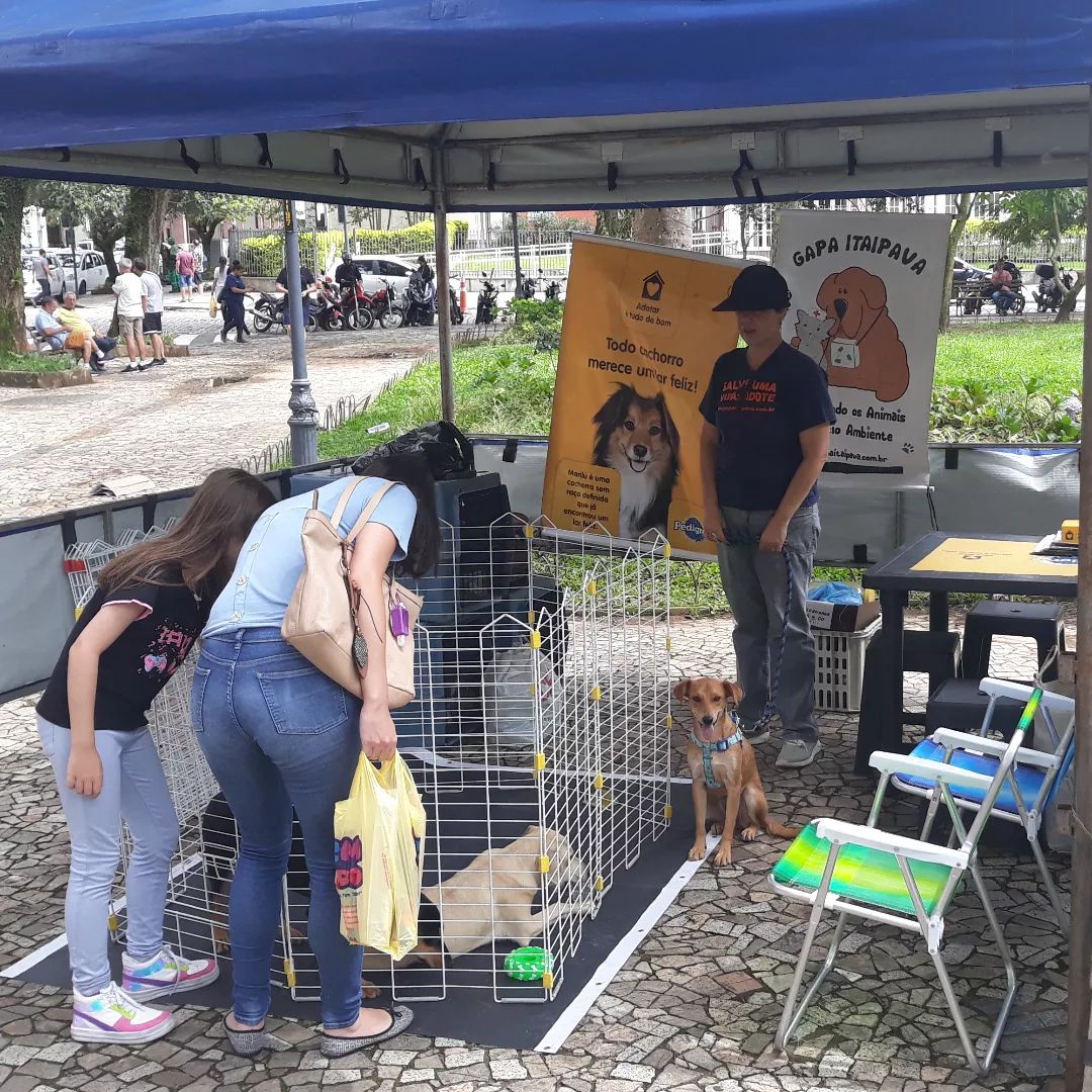 Grupo promove feira de adoção de Cães em Petrópolis.