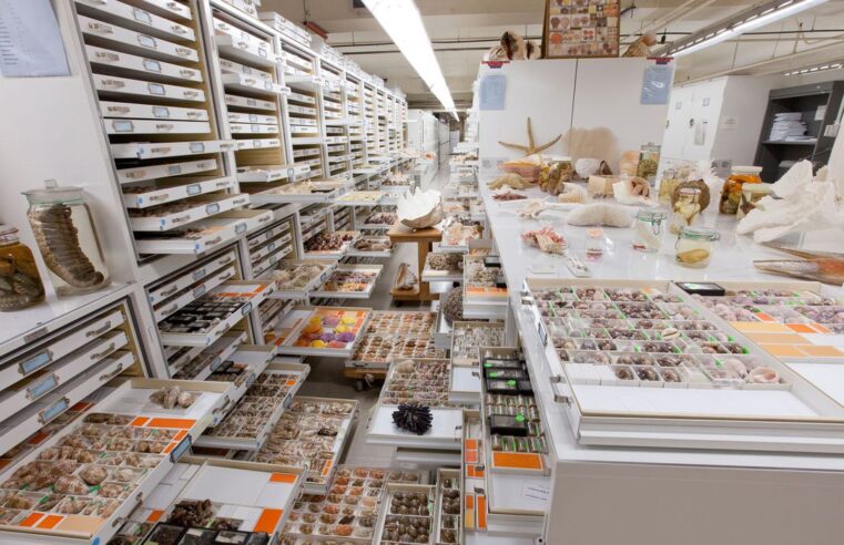 Museu Nacional integra estudo sobre 73 coleções de história natural