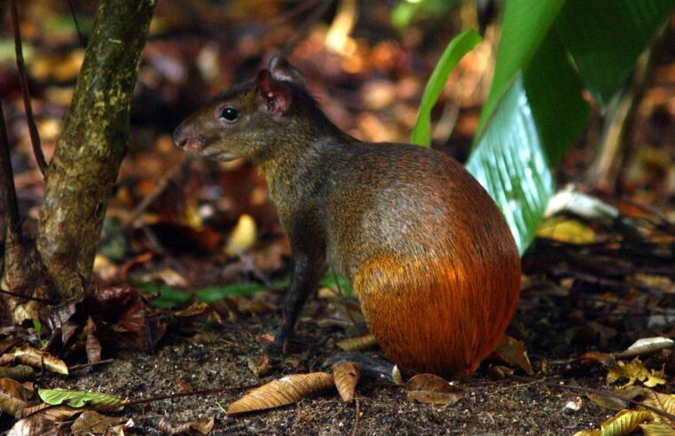 Projeto catalogará toda a diversidade da vida no território brasileiro