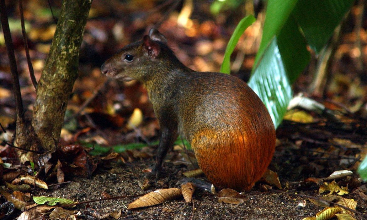 Projeto catalogará toda a diversidade da vida no território brasileiro