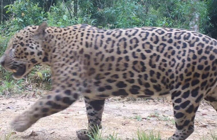 Pesquisadores monitoram comportamento de onças na Amazônia