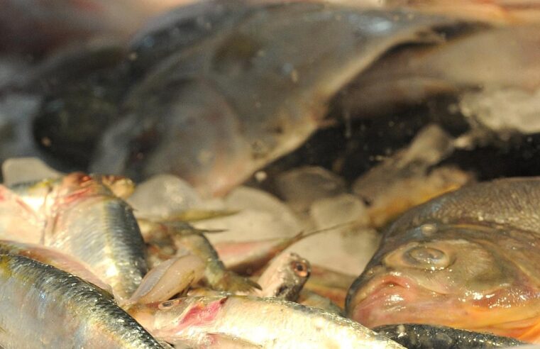 Tradicional Feira do Pescado começa na quarta-feira, no Centro da Cidade
