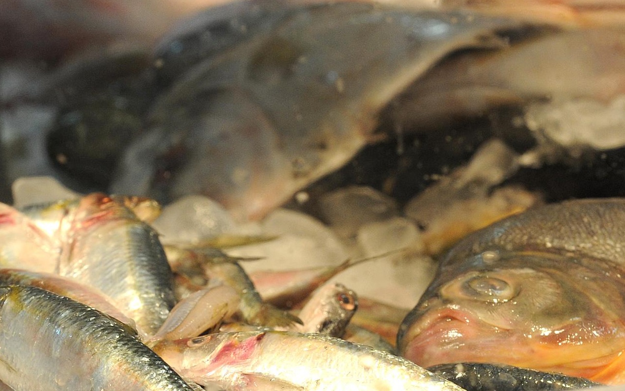 Tradicional Feira do Pescado começa na quarta-feira, no Centro da Cidade