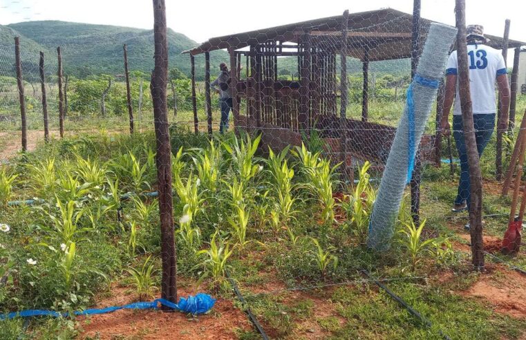 Tecnologia social garante segurança alimentar e renda no Piauí