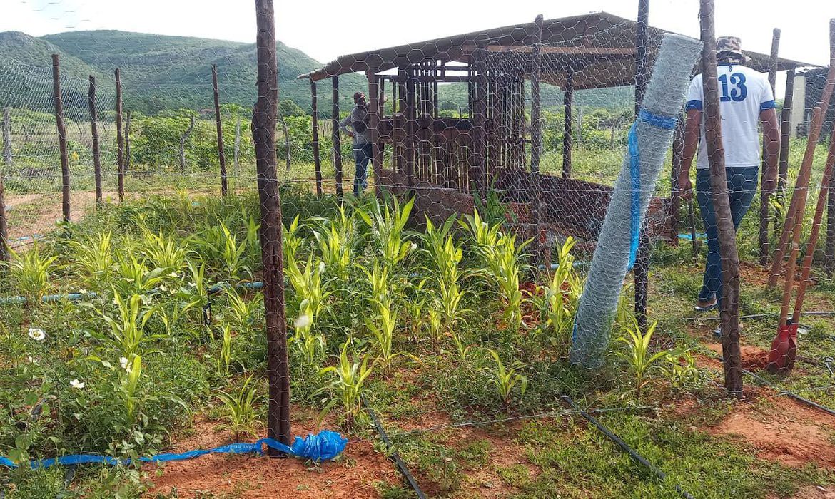 Tecnologia social garante segurança alimentar e renda no Piauí