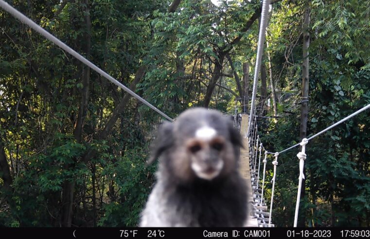 Novas passagens de fauna registram mais de 160 animais na BR-040