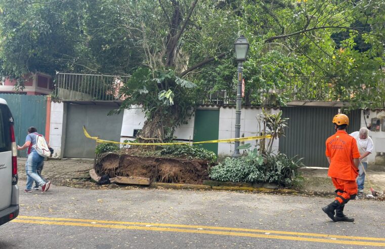 Árvore de grade porte interdita parcialmente a Av. Dom Pedro I no Centro de Petrópolis