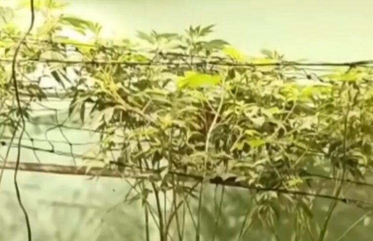 Polícia Militar prende homem que transformou apartamento em estufa para cultivo de maconha