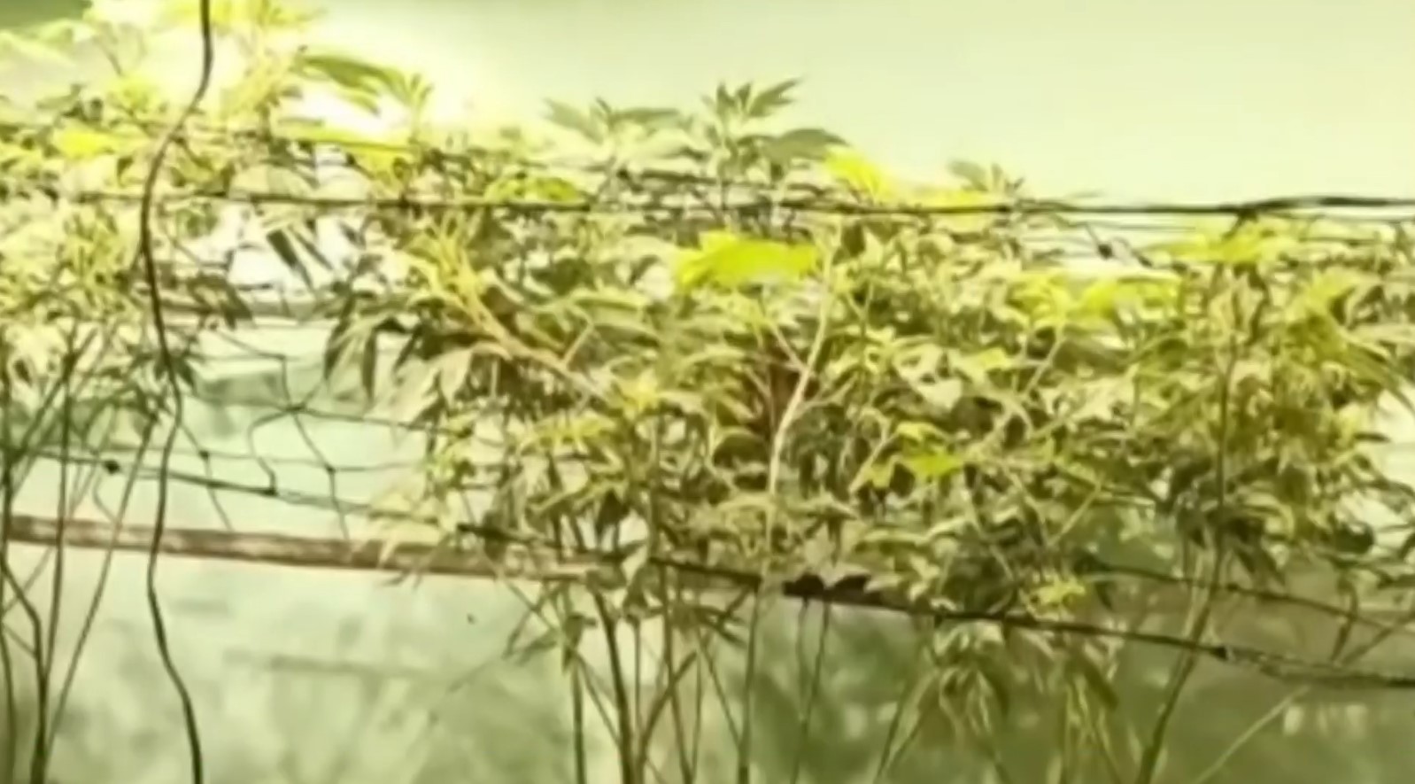 Polícia Militar prende homem que transformou apartamento em estufa para cultivo de maconha