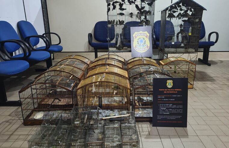 PF resgata cerca de 120 pássaros silvestres em Petrópolis/RJ
