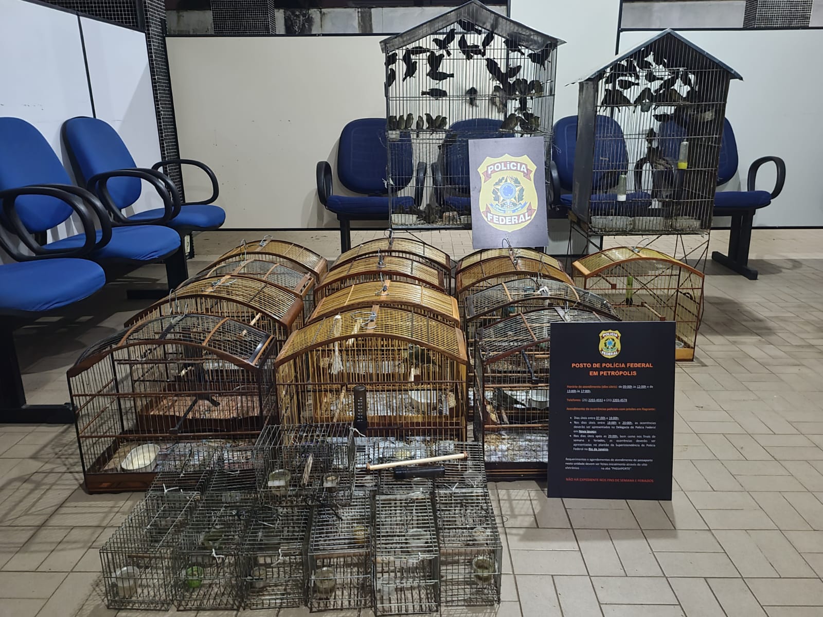 PF resgata cerca de 120 pássaros silvestres em Petrópolis/RJ