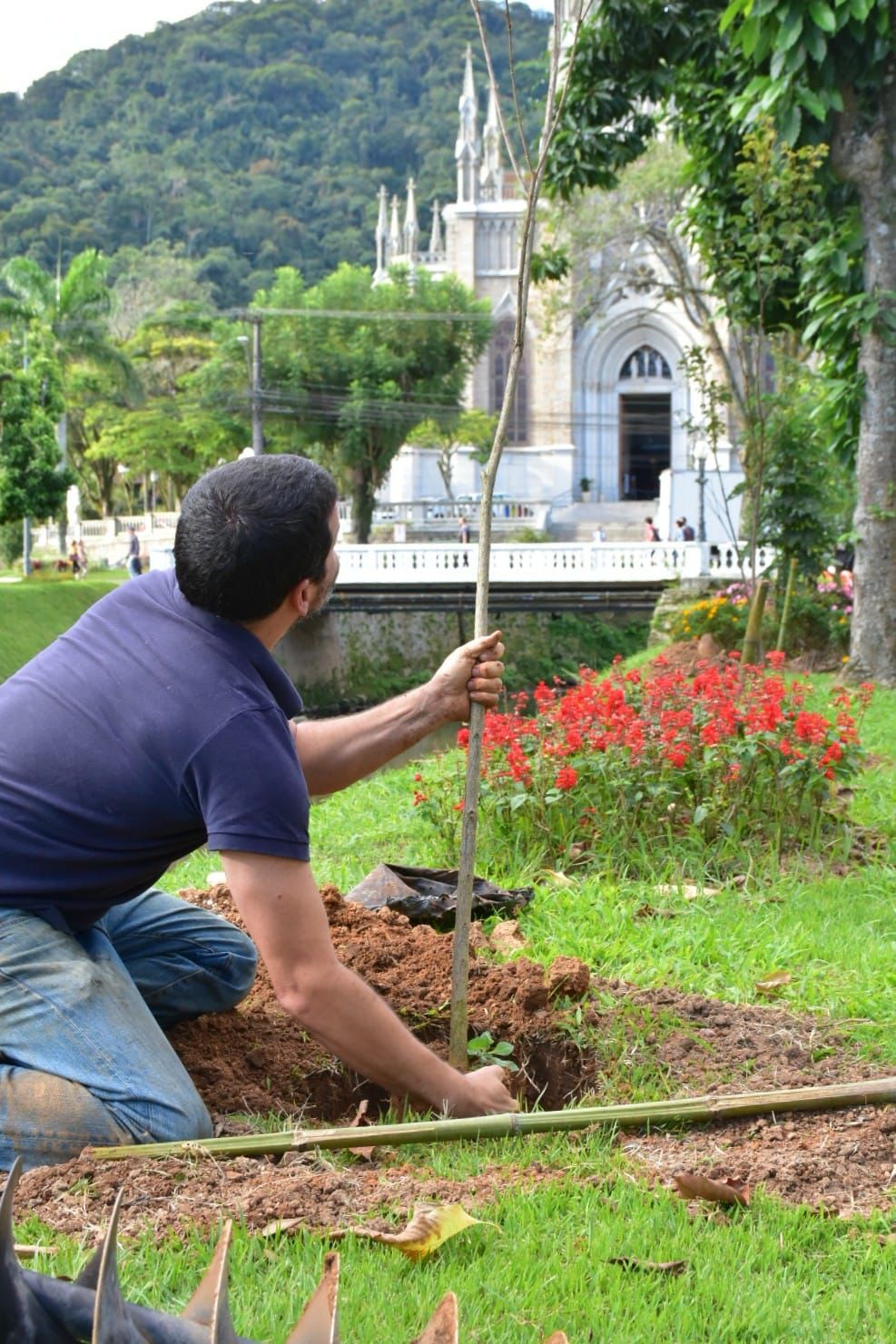 Mudas de Ipê Amarelo são plantadas na Avenida Koeler, em Petrópolis