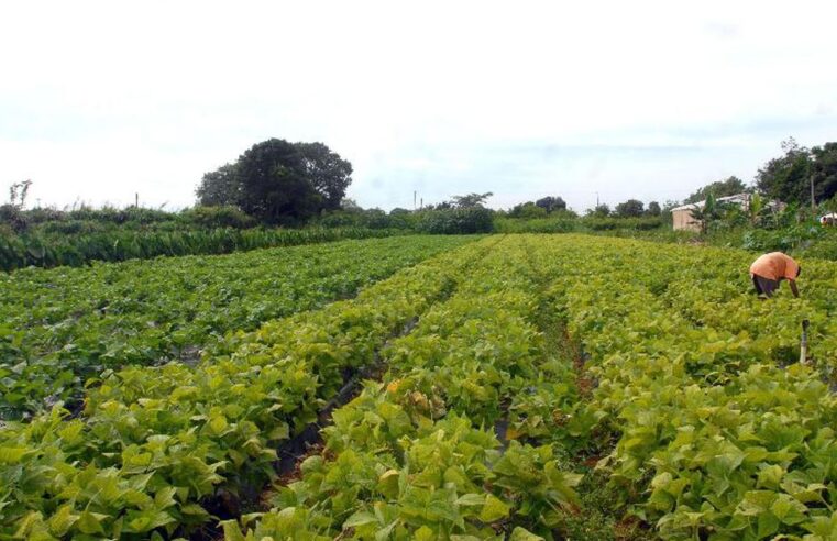Conselho eleva limites de financiamento para a agricultura familiar