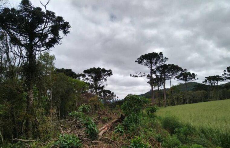 Multas por desmatamento na Amazônia aumentam 219% no 1º trimestre
