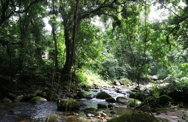 Projetos privados mantêm reservas ecológicas na Mata Atlântica