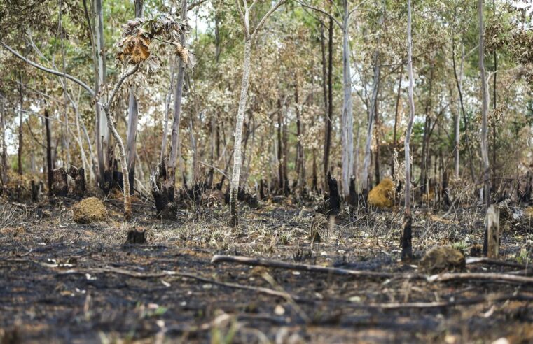 Inpe: desmatamento aumenta no Cerrado e cai na Amazônia