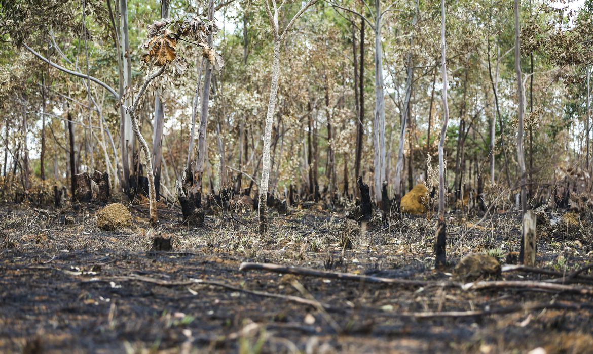 Inpe: desmatamento aumenta no Cerrado e cai na Amazônia