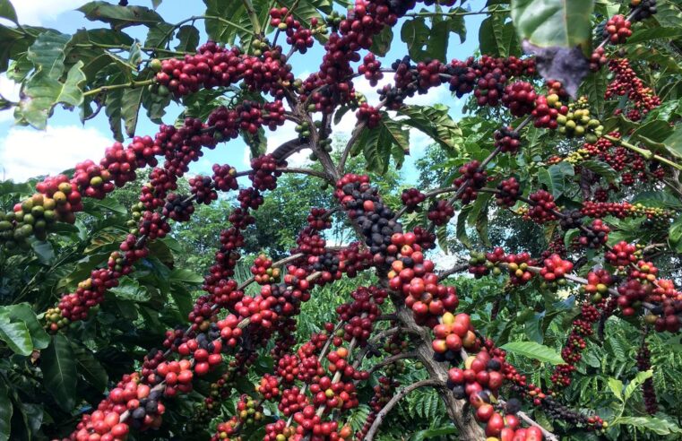 Conab prevê aumento de 7,5% na colheita de café em relação a 2022