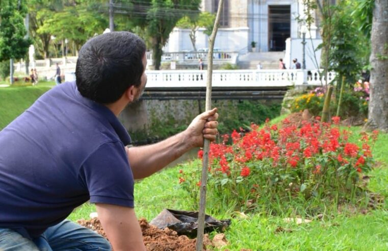 Prefeitura ignora pedido do Iphan e planta irregularmente ipês na Avenida Koeler