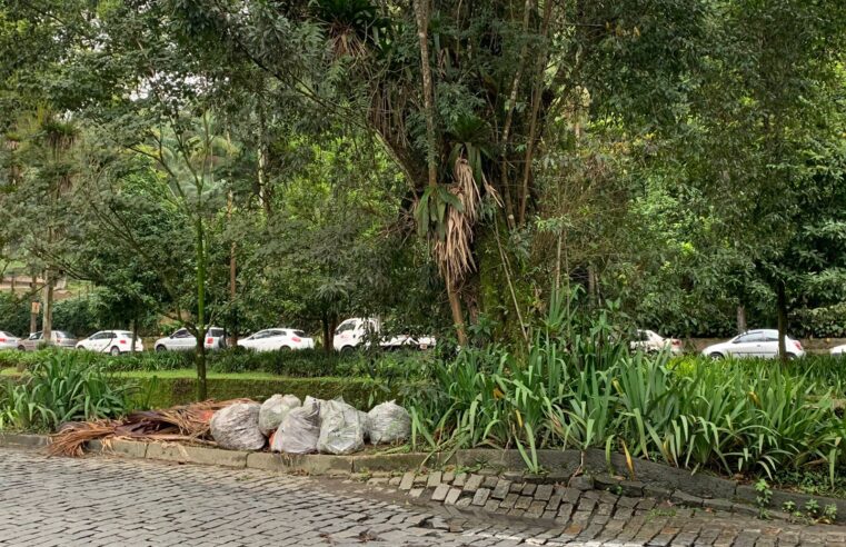 Árvore corre risco de cair no centro de Petrópolis