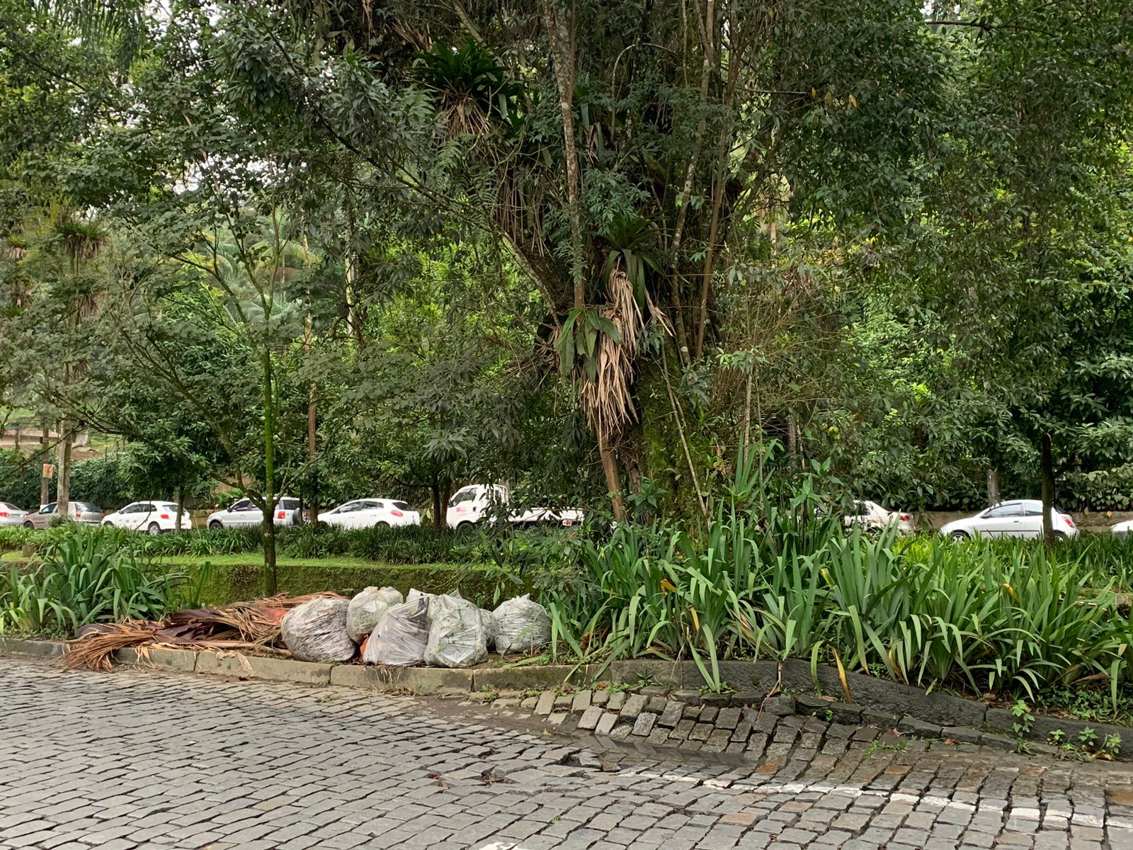 Árvore corre risco de cair no centro de Petrópolis