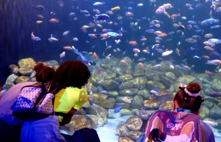 Crianças de comunidades de Petrópolis visitam o AquaRioPasseio do Bem faz parte das ações da Secretaria de Estado de Governo