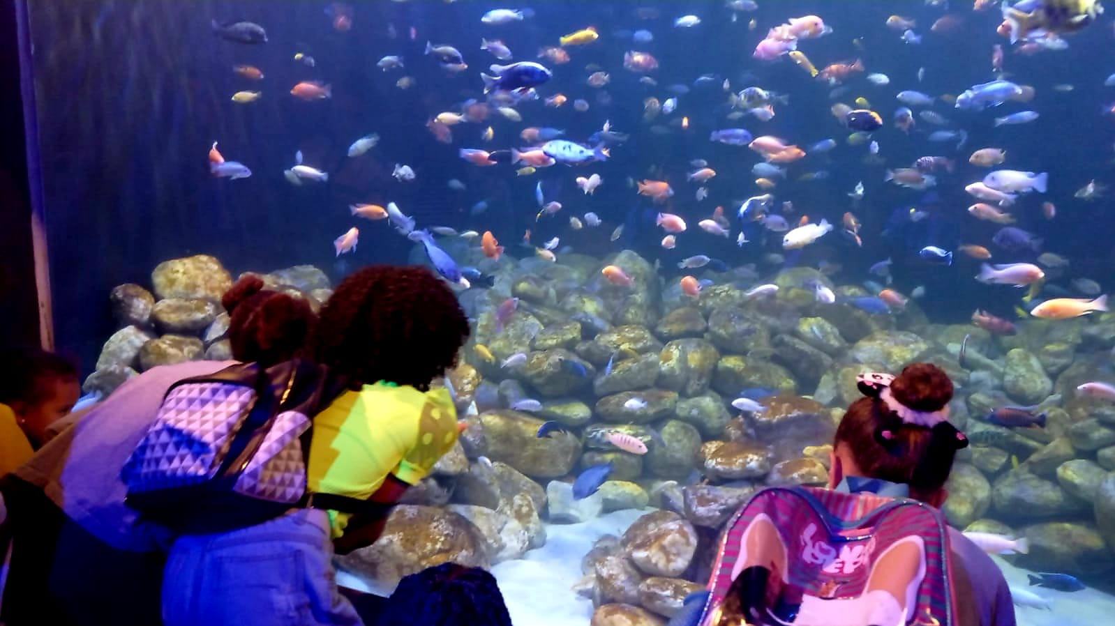 Crianças de comunidades de Petrópolis visitam o AquaRioPasseio do Bem faz parte das ações da Secretaria de Estado de Governo