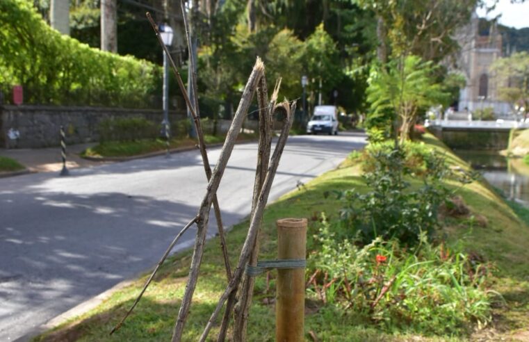 Mudas de Ipê Amarelo recém plantados são arrancados na Avenida Koeler 