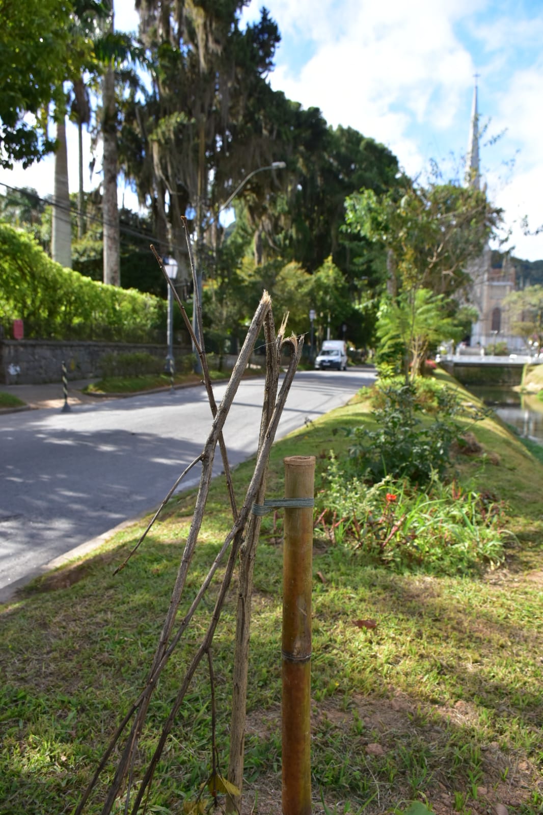 Vândalos arrancam ipês amarelos recém-plantados na Avenida Koeler