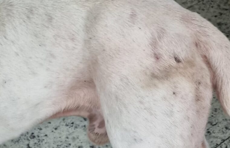 SSUBEA resgata animal em condições precárias em Teresópolis