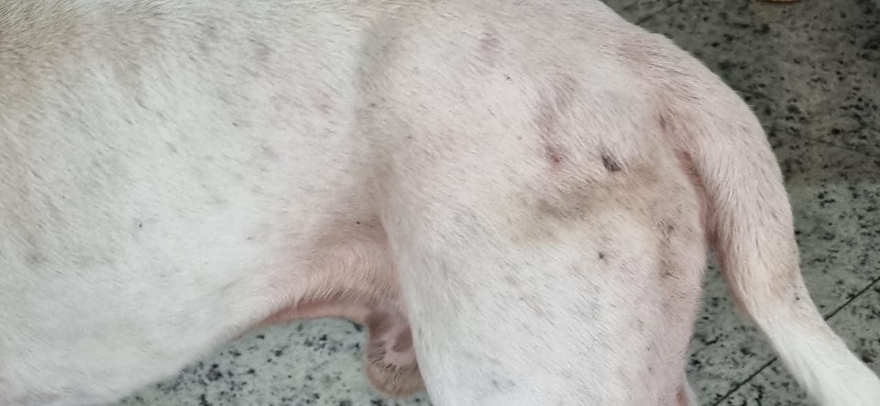 SSUBEA resgata animal em condições precárias em Teresópolis