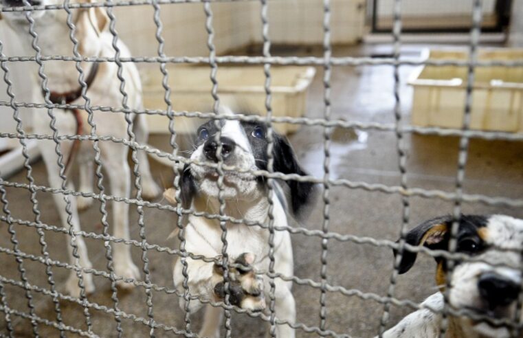 Feira de adoção de cães da COPBEA acontece neste sábado, 17/06, na Praça Santa Teresa