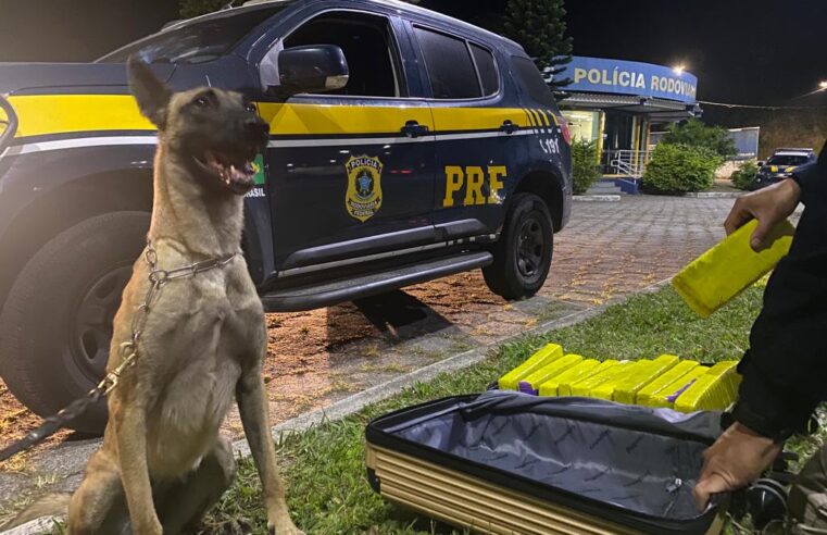 Passageira de ônibus com quase oito quilos de maconha é presa na Rodovia Presidente Dutra