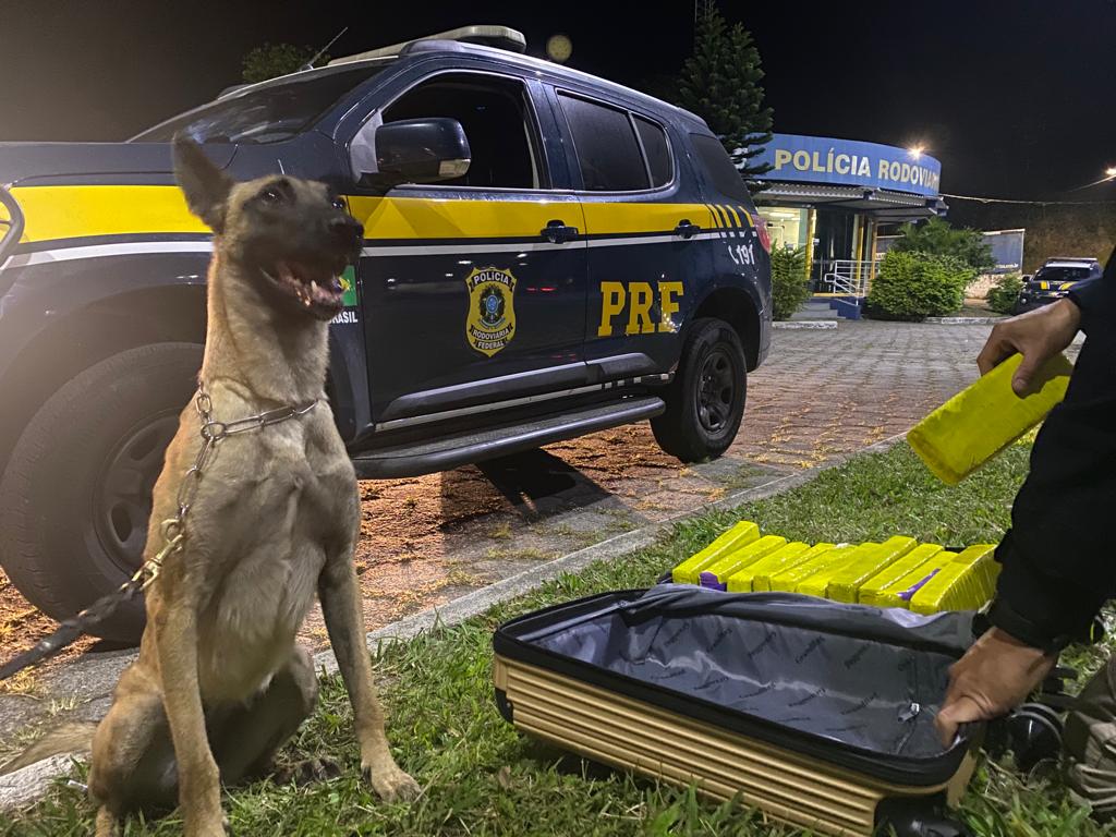 Passageira de ônibus com quase oito quilos de maconha é presa na Rodovia Presidente Dutra
