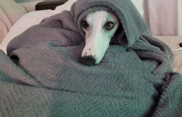 O inverno chegou e aí, como fazer para proteger seu pet?