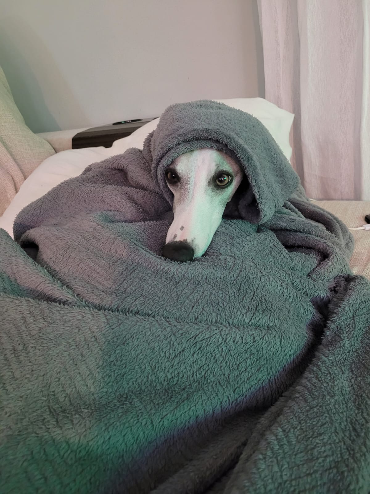 O inverno chegou e aí, como fazer para proteger seu pet?