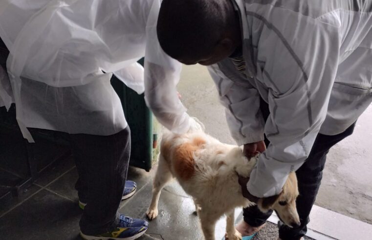 Mini campanha de vacinação antirrábica animal é realizada em Petrópolis