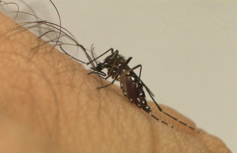 Casos de dengue crescem 800% em Petrópolis