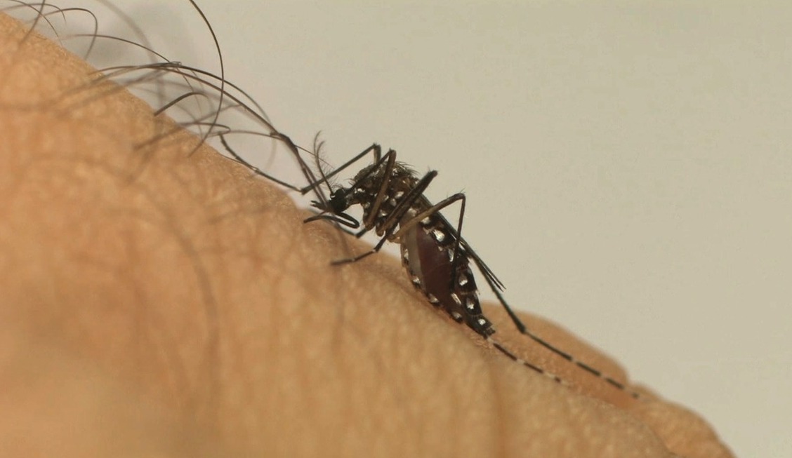 Casos de dengue crescem 800% em Petrópolis
