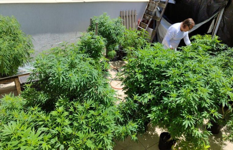 Anvisa proíbe importação de cannabis in natura e partes da planta